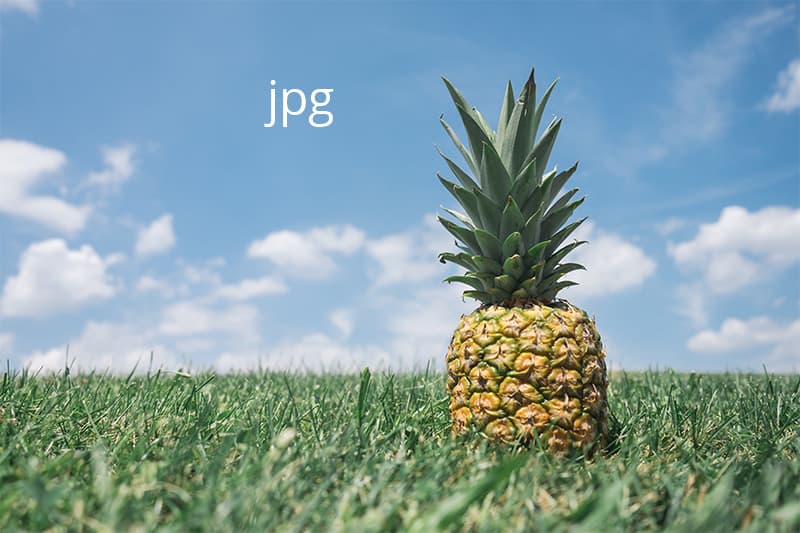 pineapple in field