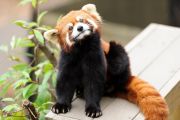 red-panda
